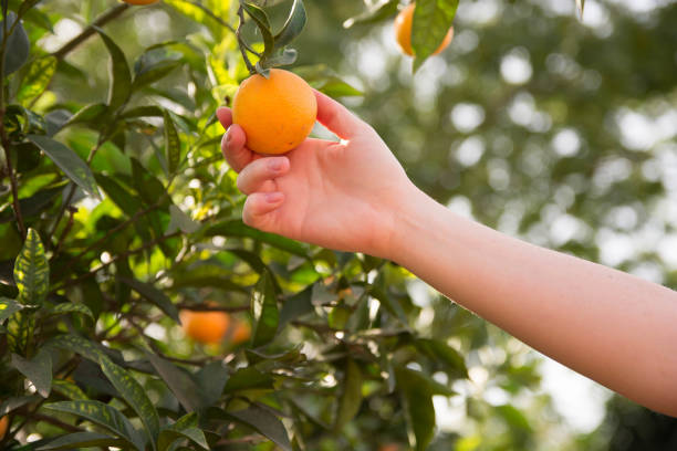 istock Oranges on the tree at harvest. Spanish oranges. 1438677152