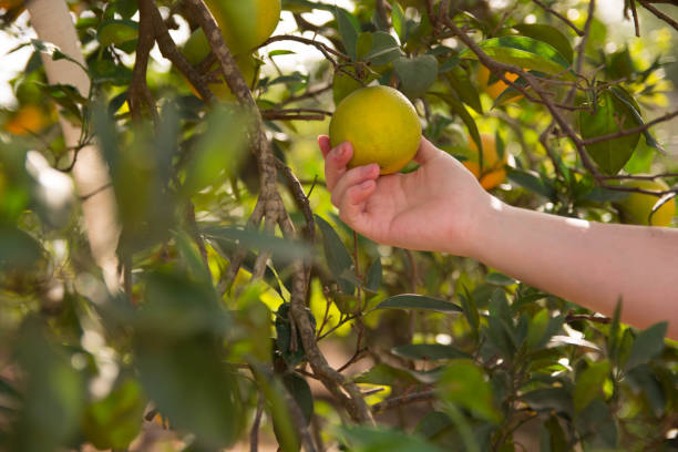 istock Oranges on the tree at harvest. Spanish oranges. 1438677157