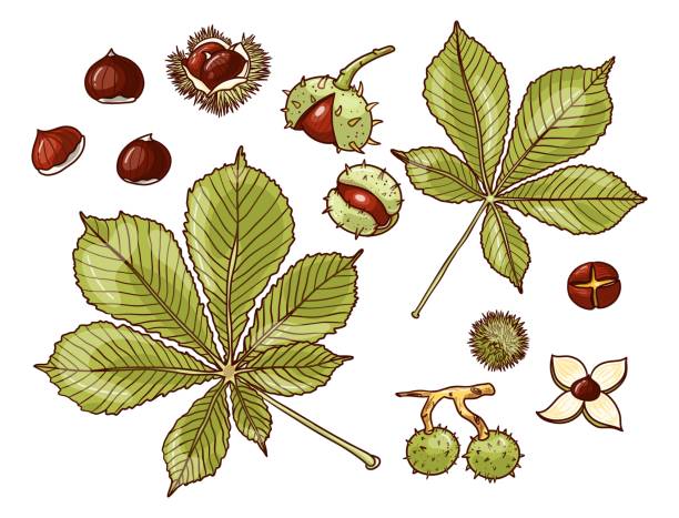 illustrazioni stock, clip art, cartoni animati e icone di tendenza di insieme di castagne, foglie e bucce colorate - chestnut autumn september leaf