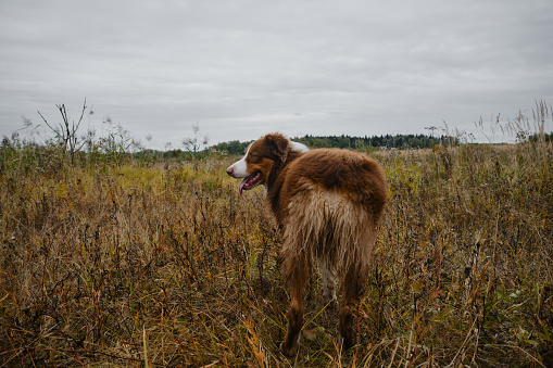 Beautiful thoroughbred dog stands in field on dry yellow grass and smiles with tongue sticking out. Rear view, ass with cropped tail. Aussie red tricolor. Brown Australian Shepherd walking in nature.