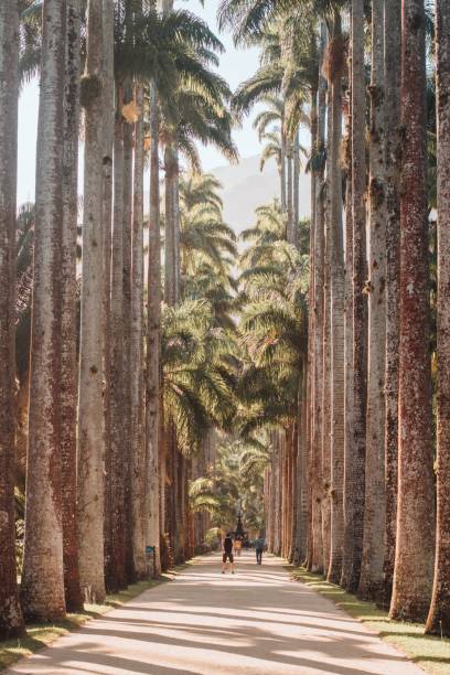 istock Vertical picture of a pathway surrounded by palm trees under the sunlight in Rio de Janeiro 1438679739