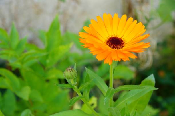 istock Beautiful orange flower with green leaves 1438679986