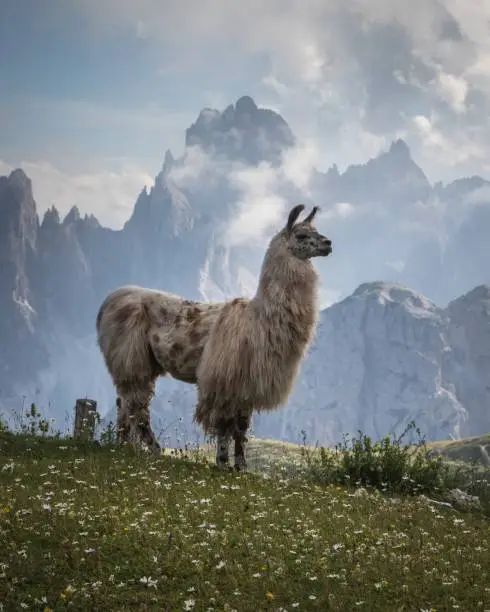 A beautiful shot of a white Llama on the grass field with mountains in the background