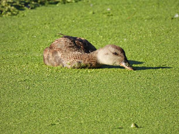 istock Gadwall (Mareca strepera) foraging in a lake covered in duckweed 1438680551
