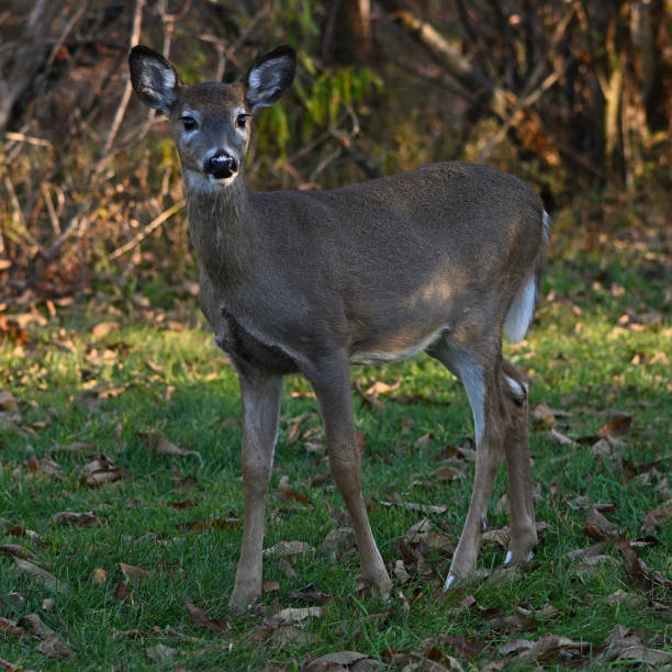istock Fawn at edge of woods 1438682026