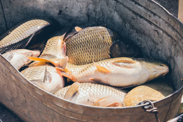 istock Shiny big carp fish with sparkling scales in old iron basin 1438682407