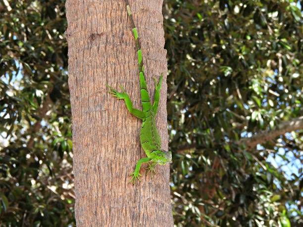 istock Green Iguana (Iguana iguana) - resting in a palm tree 1438682719