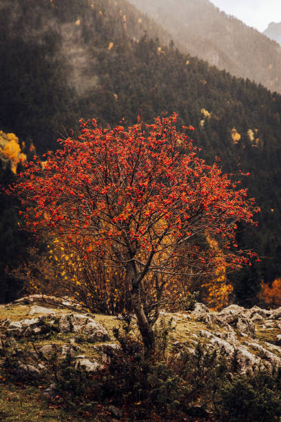 istock Nice tree with red fruits in the mountain in autumn 1438683166