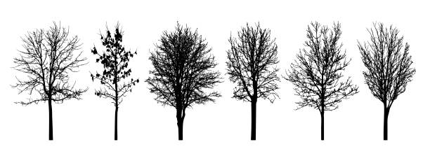 ilustraciones, imágenes clip art, dibujos animados e iconos de stock de silueta de árboles desnudos, conjunto. ilustración vectorial - bare tree nature backgrounds tree trunk branch