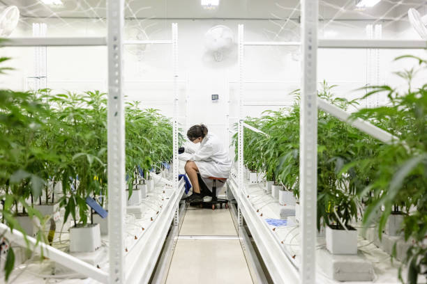 botánico etiquetando plantas de cannabis en operación de cultivo industrial - women scientist indoors science fotografías e imágenes de stock