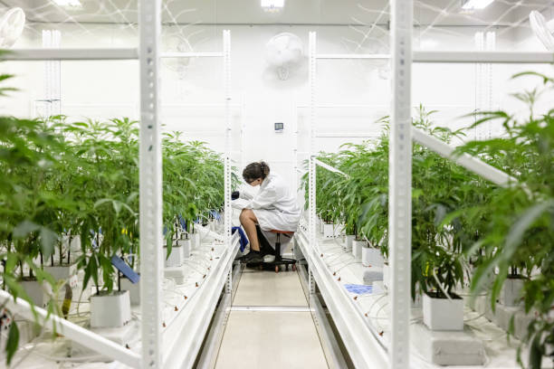 ботаник маркирует растения каннабиса на промышленном выращивании - women scientist indoors science стоковые фото и изображения