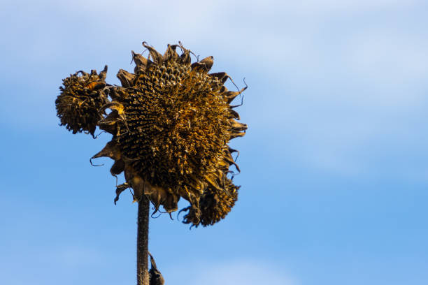 istock Wilted Sunflower with sky in the background 1438684206