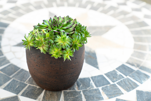 Close-up green succulent plant in a pot