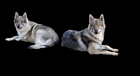 Two magnificent wolves lying side by side looking in the same direction on a black background.