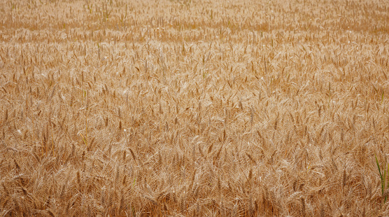 Gold wheat field and green hill. Roggenburg, Switzerland. Beauty world.