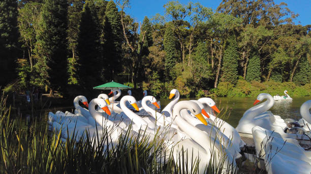 istock Pedal Swan in Gramado RS 1438689063
