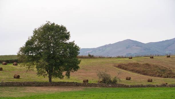campo collinare con balle di fieno rotonde e un albero verde sul lato sinistro - left field foto e immagini stock