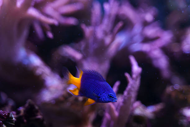 istock Yellowtail damselfish or Chrysiptera parasema swimming on a reef tank 1438692180