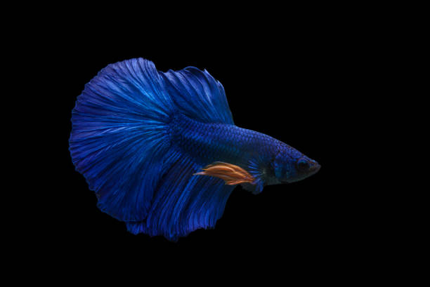 istock Blue betta fish splendors isolated on black background 1438692376