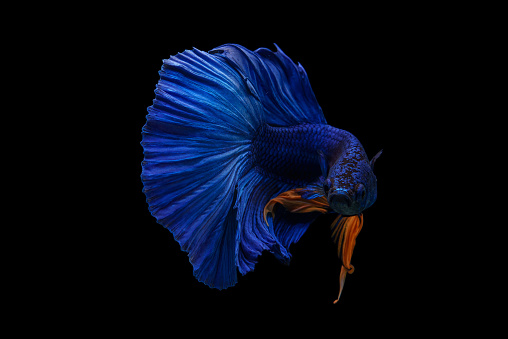 Close-up beautiful blue Siamese fighting fish, art of betta fish movement on black background.