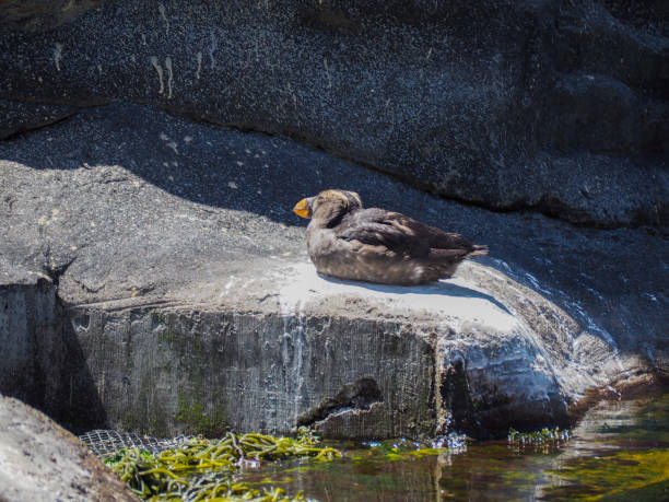 puffin bird at a zoo