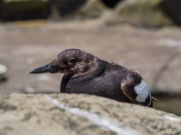 istock Auk sea bird at the zoo 1438694686