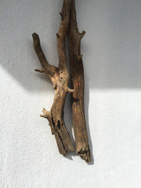 istock Tree branch hanging on the wall, decorative tree branch 1438694706