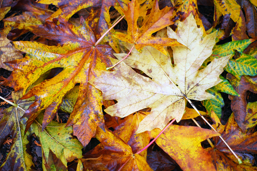 Closeup of colourful fallen leaves in Autumn.