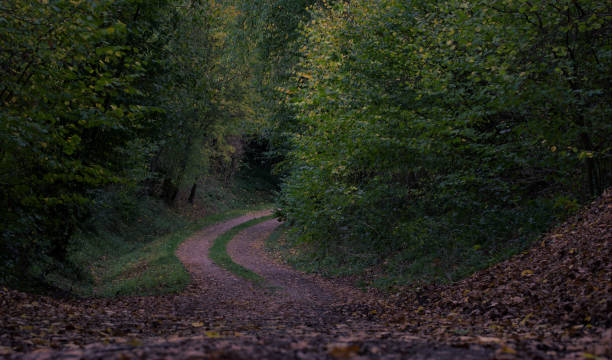 istock DIrt road thorugh the forest during autumn 1438698046