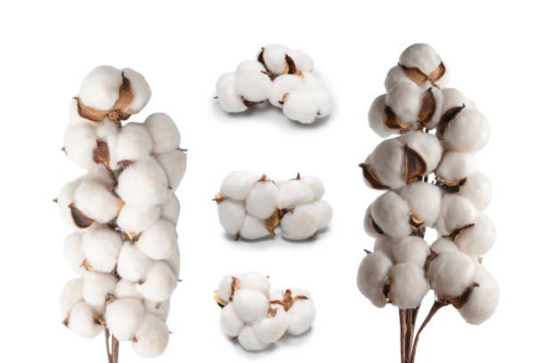 istock Cotton flower branch isolated on white background. 1438698497