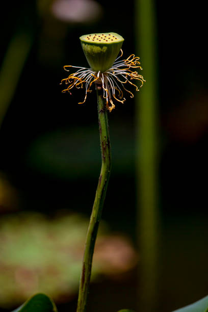 istock Lotus buds and leaves 1438699661