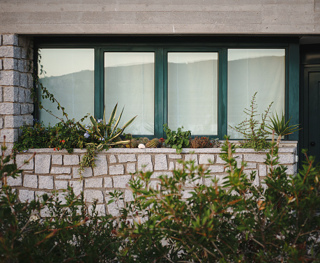 Multitude of house plants crowd a closed window of a modern residential building
