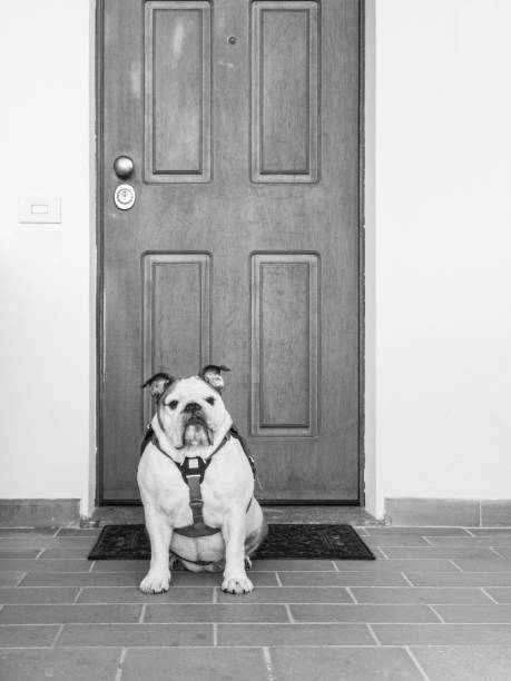 istock Beware of the ferocious dog! 1438699969