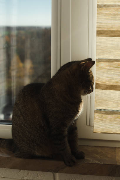 istock cat sits on the windowsill and looks out the window 1438703831