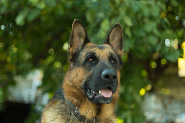 istock Cute german Shepherd dog indoors 1438703997