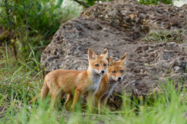istock Portrait red fox Vulpes vulpes in the wild 1438704356