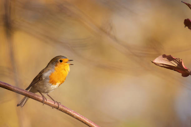 istock Garden Birds. Robin Erithacus rubecula in the wild 1438704437