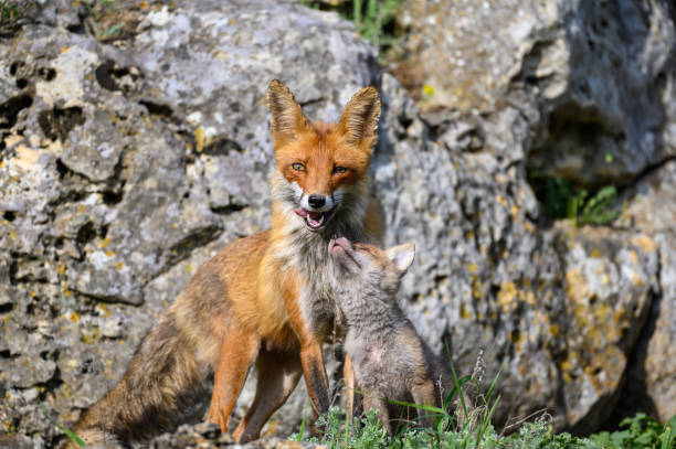 istock Red fox Vulpes vulpes in the wild. Fox with cub. Close up 1438704564