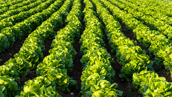 Gardening banner background with green lettuce plants. Agricultural field with Green lettuce leaves on garden beds in the vegetable field.