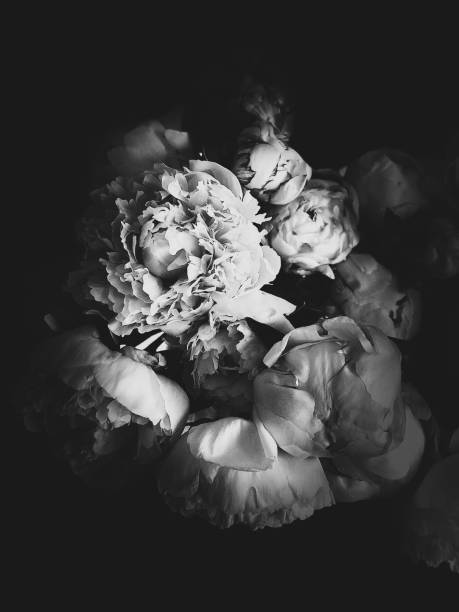 istock Portrait Of A Peony 1438705317