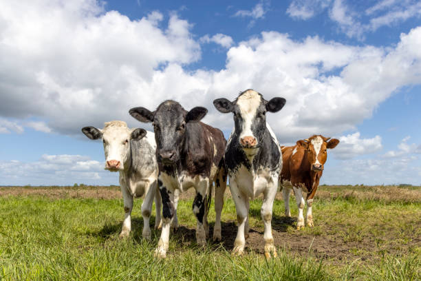 istock Cows in front row, four black red and white pack together in a field, happy and joyful and a blue cloudy sky, wide view 1438706465