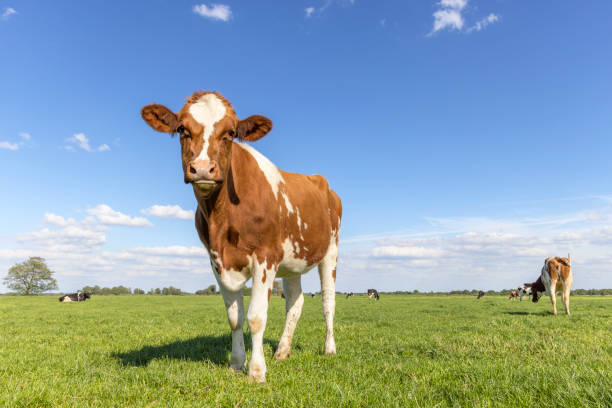 istock Cow standing full length in front view and copy space, cows in background, green grass in a field and a blue sky 1438706470