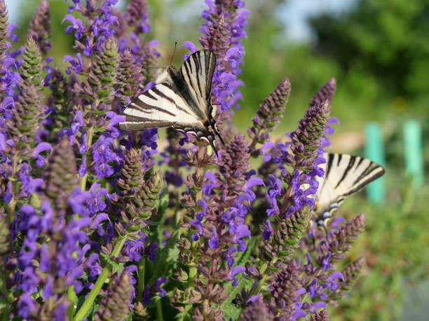 salvia sylvestris nuit d’avril et iphiclides podalirius - scarce swallowtail photos et images de collection