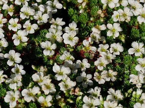 White bow flower in the garden