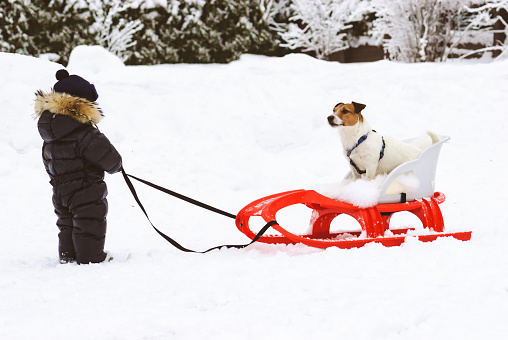 Jack Russell Terrier dog sitting in big children sleigh