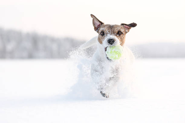 glücklicher hund spielt draußen mit besitzer während des spaziergangs am wintertag. schöne szene mit hund, der auf schnee läuft und spritzer macht - snow dog walking running stock-fotos und bilder