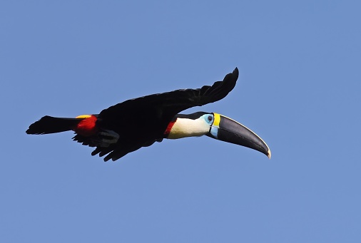 Cuvier's Toucan (Ramphastos cuvieri) adult in flight\n\nRio Azul, Brazil.                 July