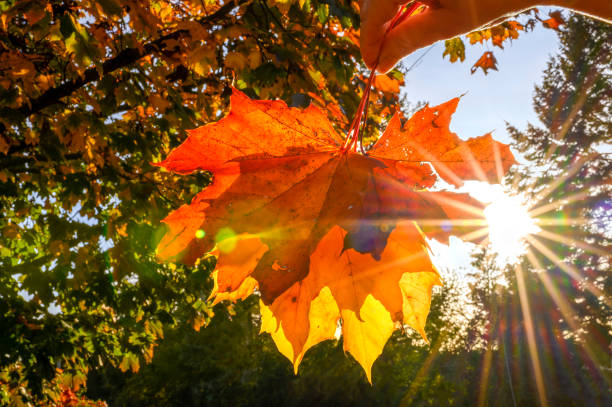 istock Colorful autumn leaves held by a hand. 1438710615