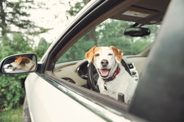 istock Beagle dog during the day on white car 1438711204
