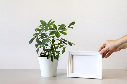 Mock up minimalist home interior with potted green house plant and human hand positioning empty white wooden photo frame. Photo with copy space